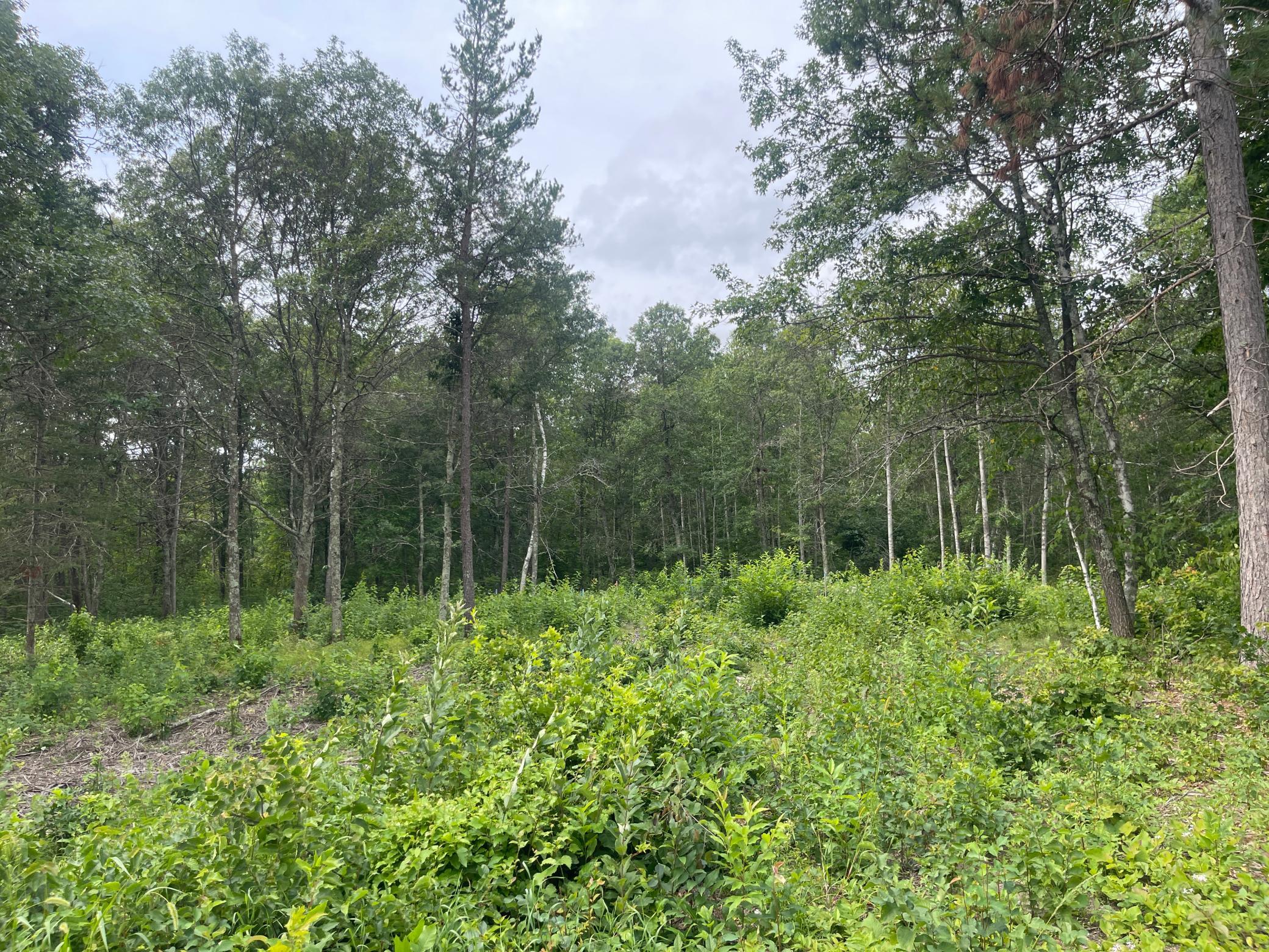 Property photo for Lot 4 Patriot Ave, Pequot Lakes, MN 56472