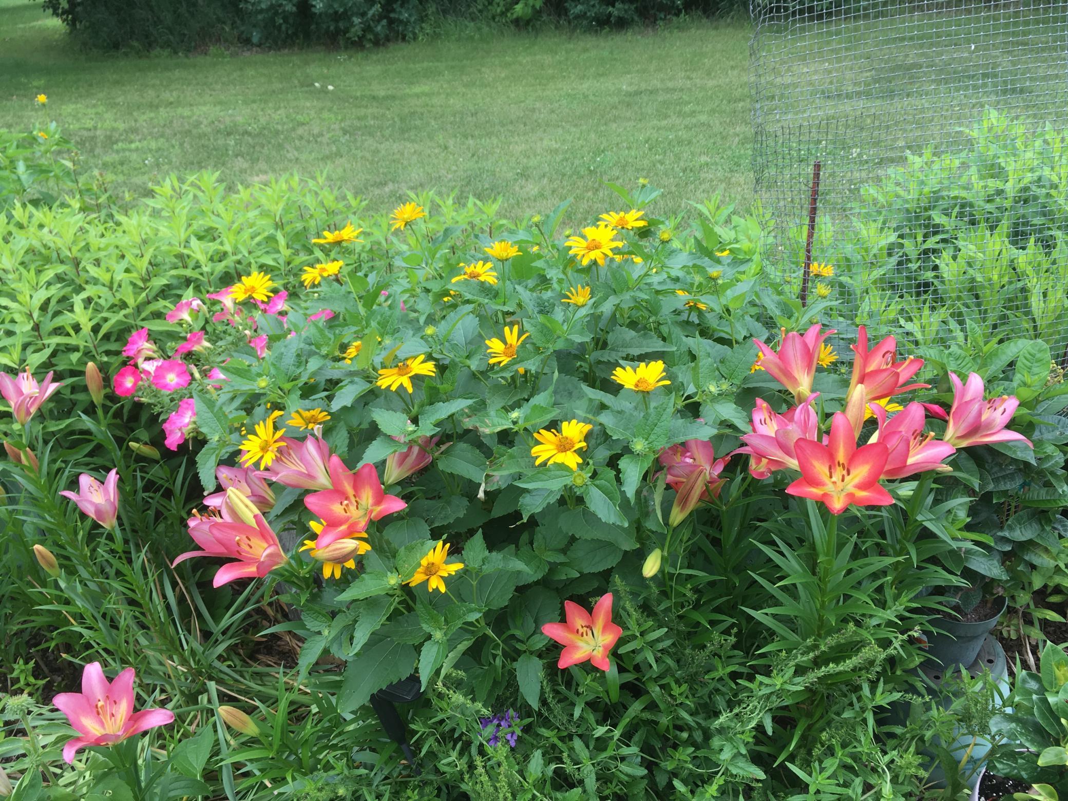 Yard plants
