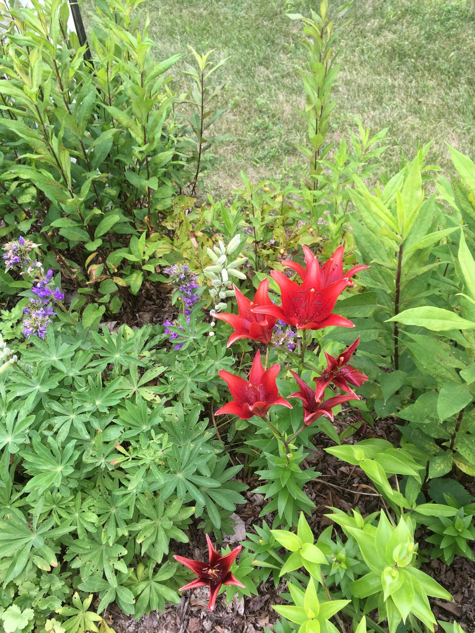 Yard plants