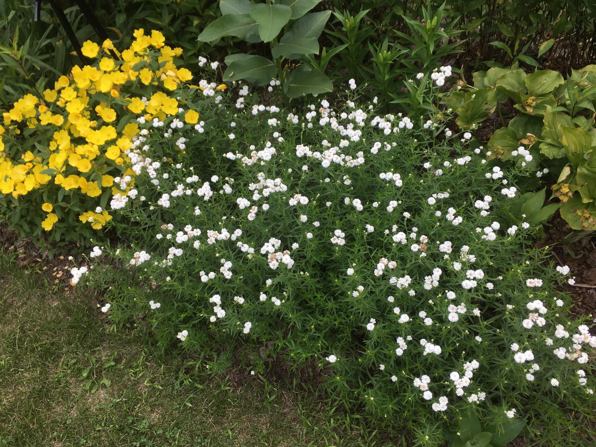 Yard Plants