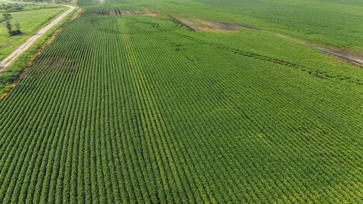TBD County 61, Browerville, MN 56438