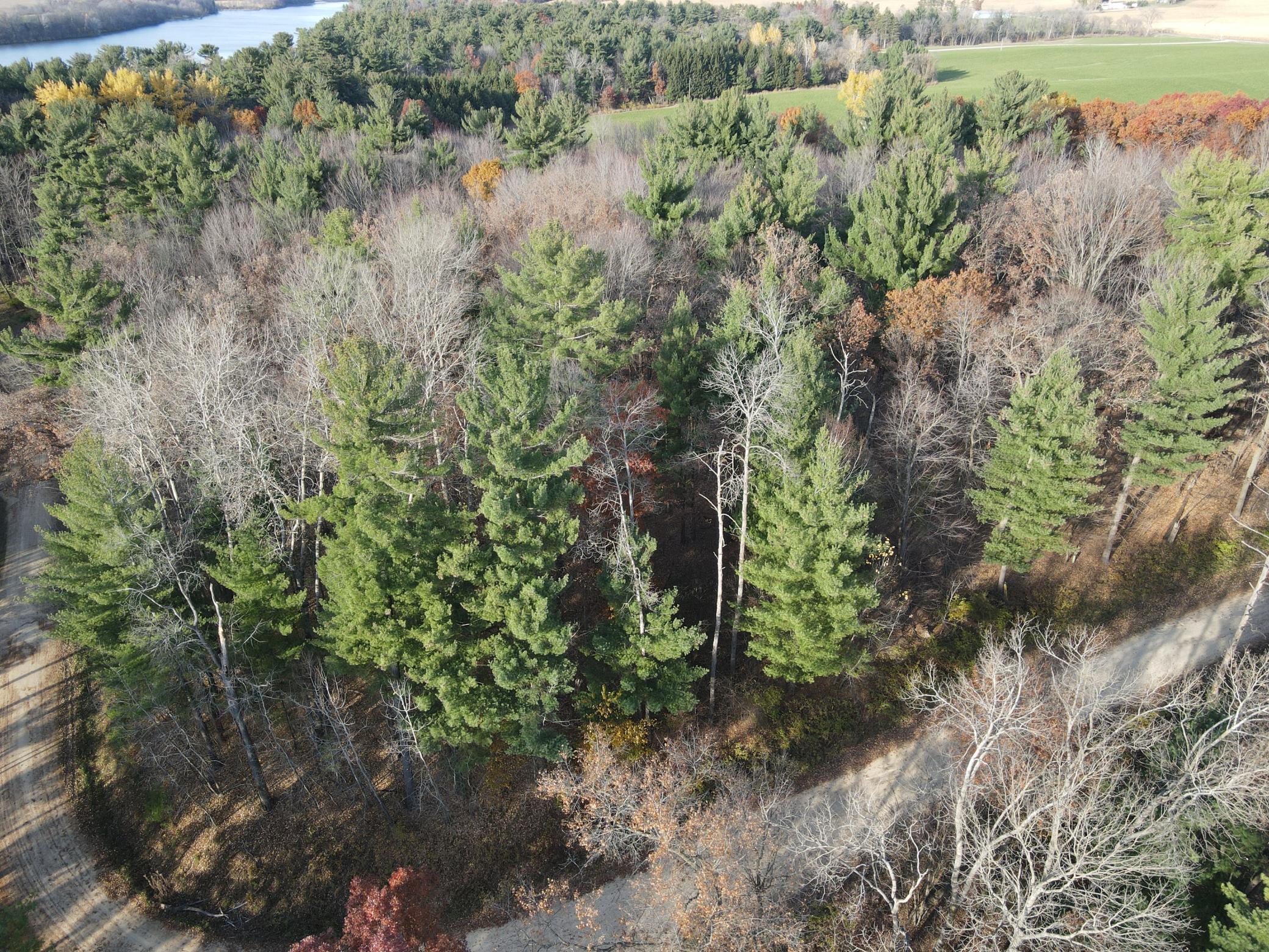 Wooded Lot