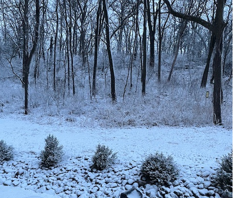 snow back yard.png