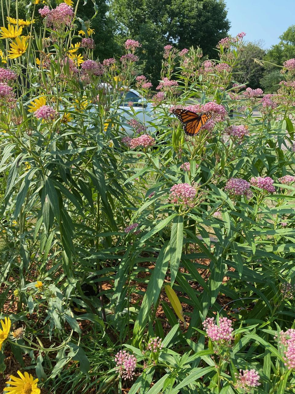 Summer shots of pollinator garden