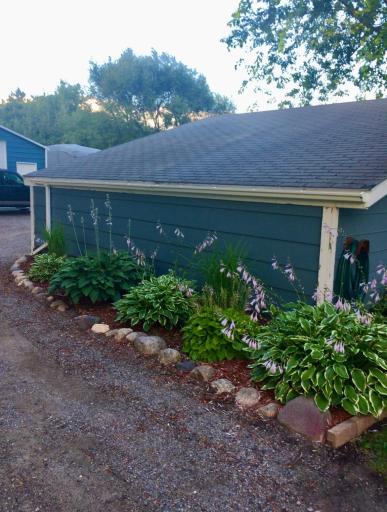 Full sized hostas by the end of the season!