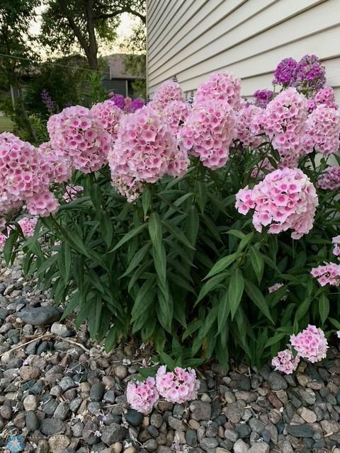 Perennials