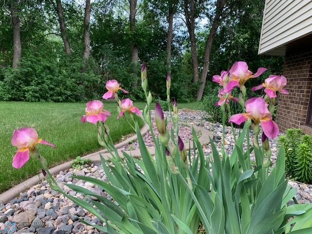 Perennials