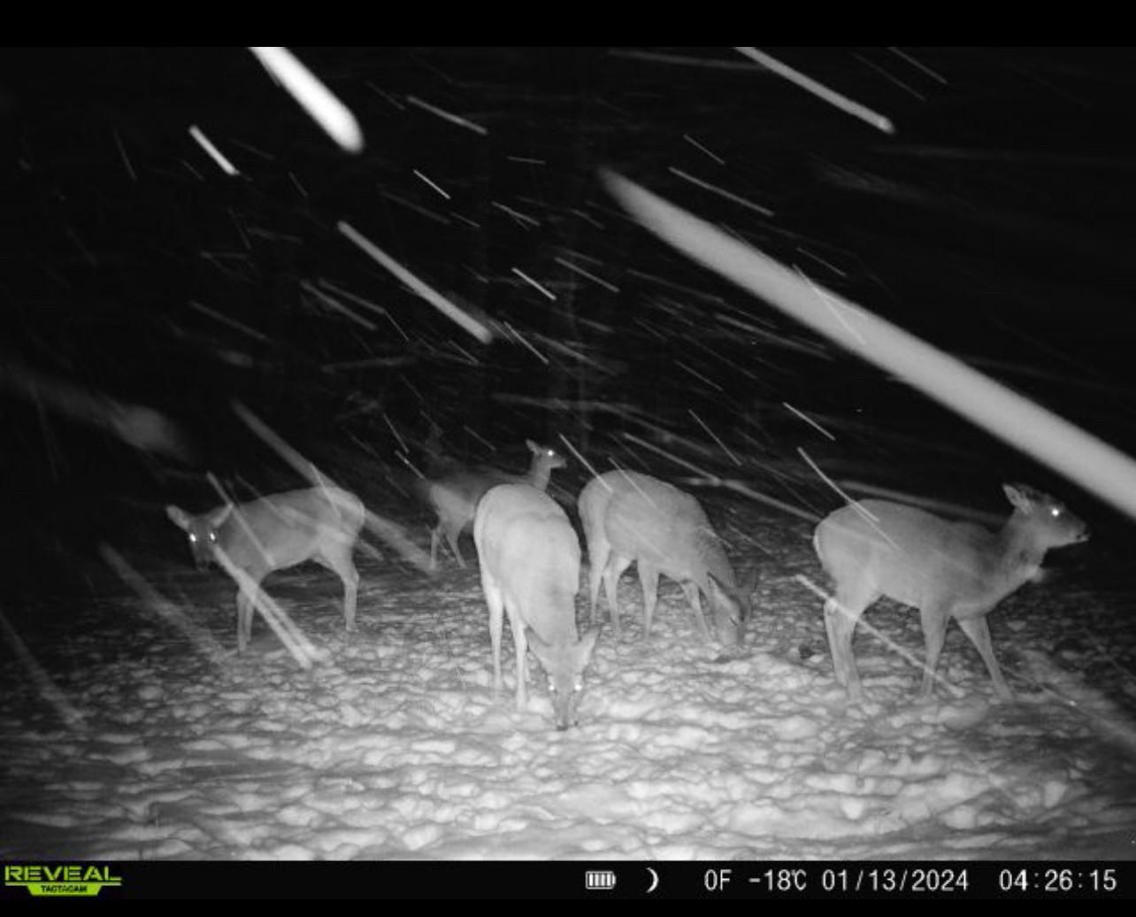 Hunting Land Deer Photo 1