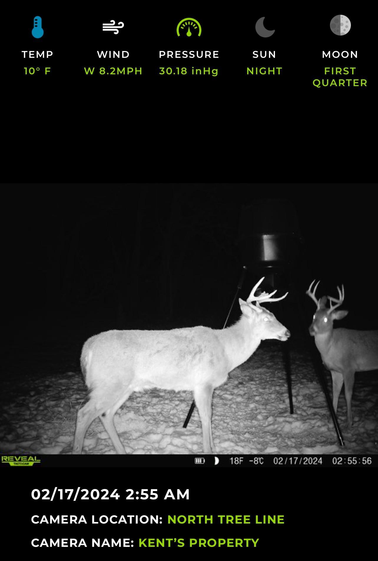 Hunting Land Deer Photo 4