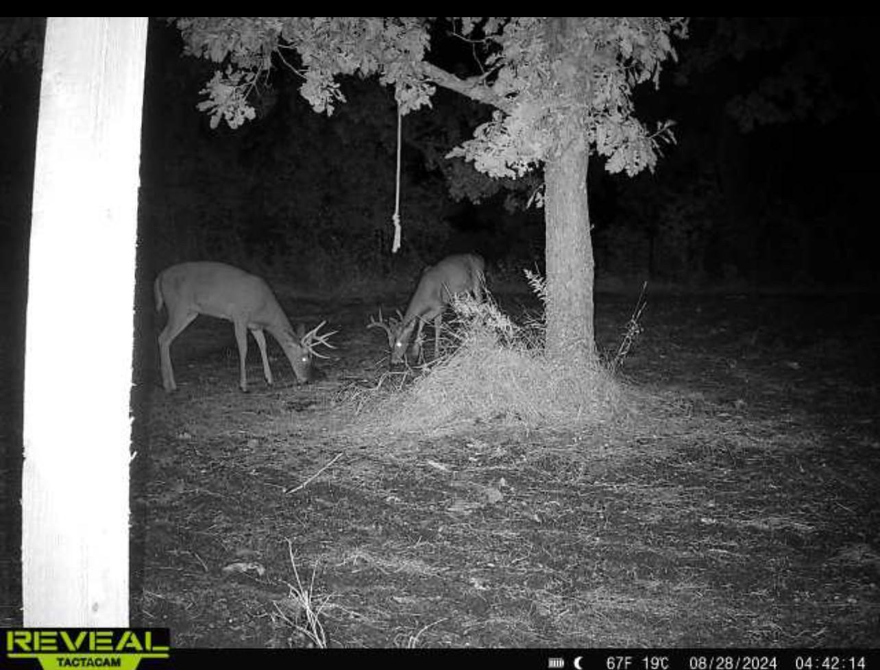 Hunting Land Deer Photo 3