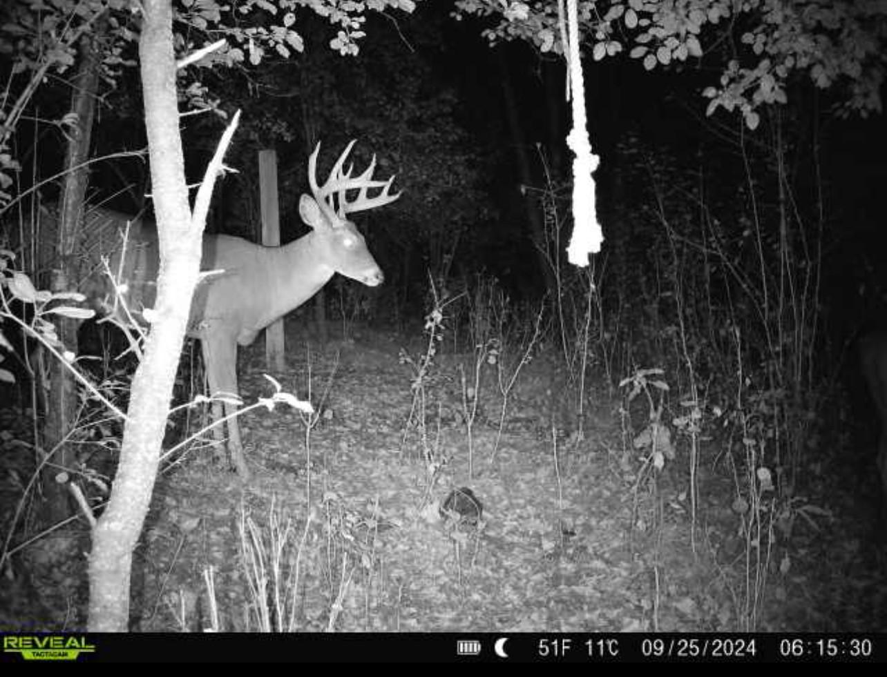 Hunting Land Deer Photo 2