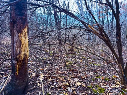 N305 Neisen Road, Coon Valley, WI 54623