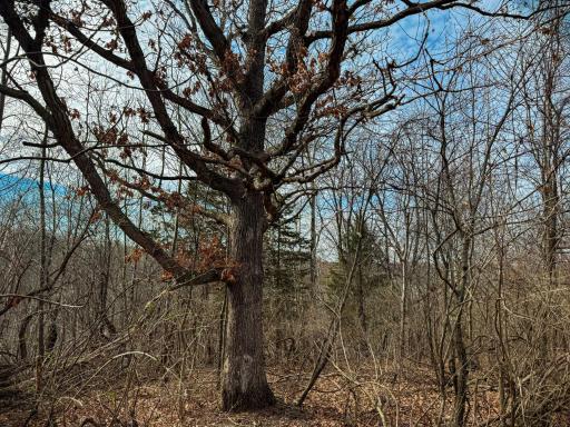 N305 Neisen Road, Coon Valley, WI 54623