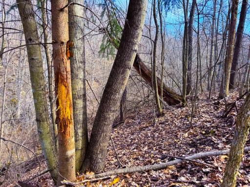 N305 Neisen Road, Coon Valley, WI 54623