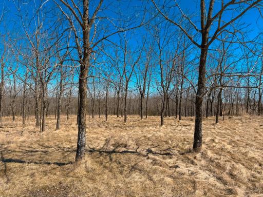 N305 Neisen Road, Coon Valley, WI 54623
