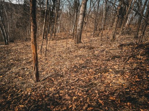 N305 Neisen Road, Coon Valley, WI 54623