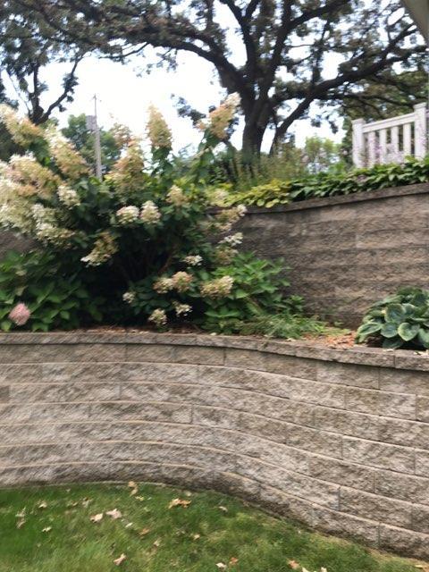 Perennials in the backyard