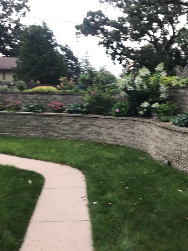 Perennials in the backyard