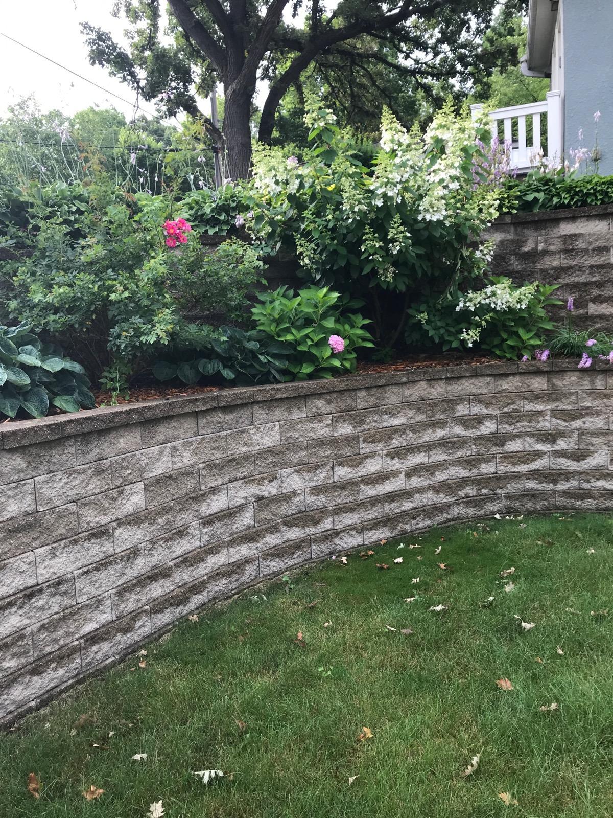 Perennials in the backyard