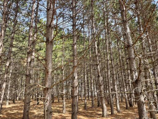 Towering pine trees add a sense of tranquility and natural beauty.