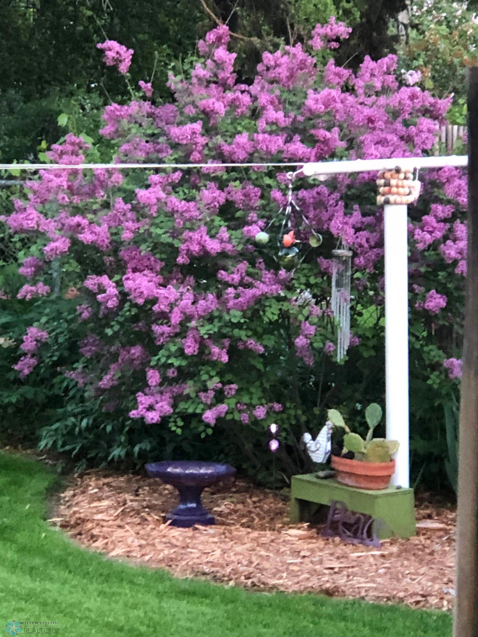 Large, mature lilacs in backyard