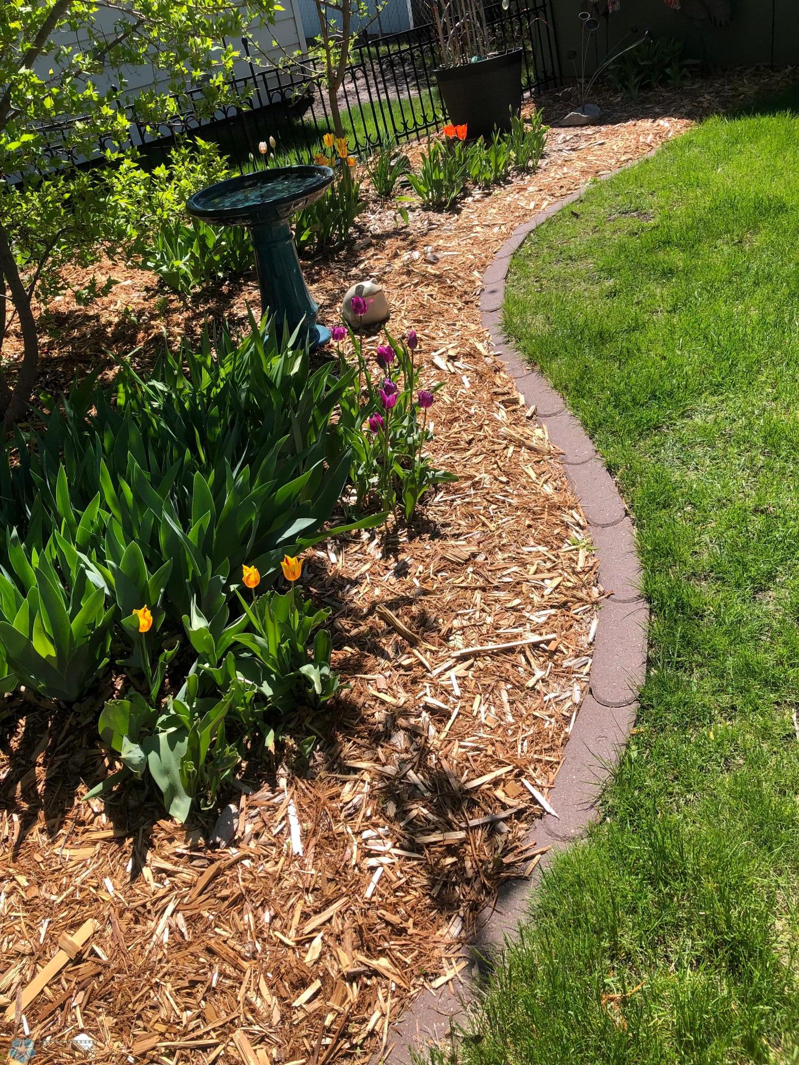 There are many perennials in the yard!