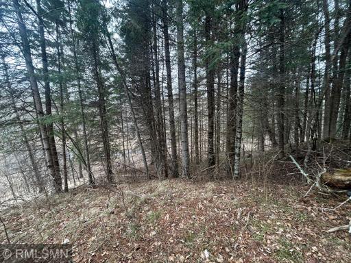 Back Woods behind deck leading down to the Popple River