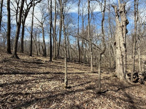 Photo for TBD Olive Road, Spring Valley, MN 55975 - Listing #6706314 TBD Olive Road, Spring Valley, MN 55975