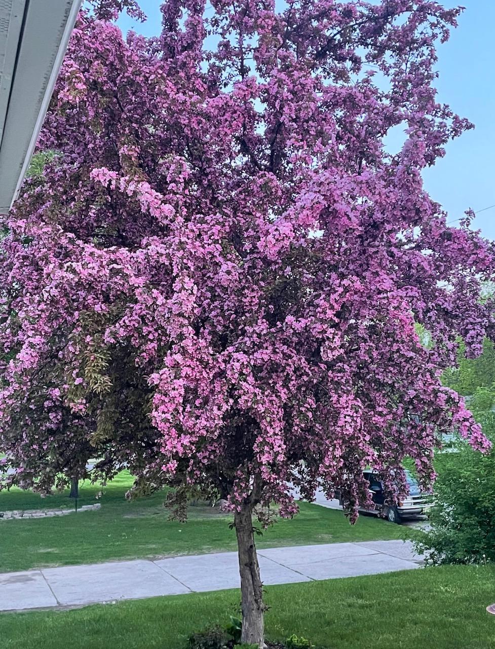 front yard 2 trees like this
