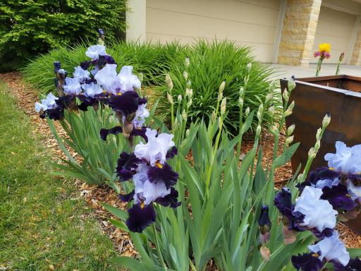 This lovely cluster of iris are just the first of many to adorn this acreage setting. These flowers were seen earlier this year before this home was available for you to become just the 2nd to call this beautiful residence, home.