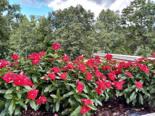 Belvedere flowers & a commanding view of surrounding nature! Discover your bliss here.