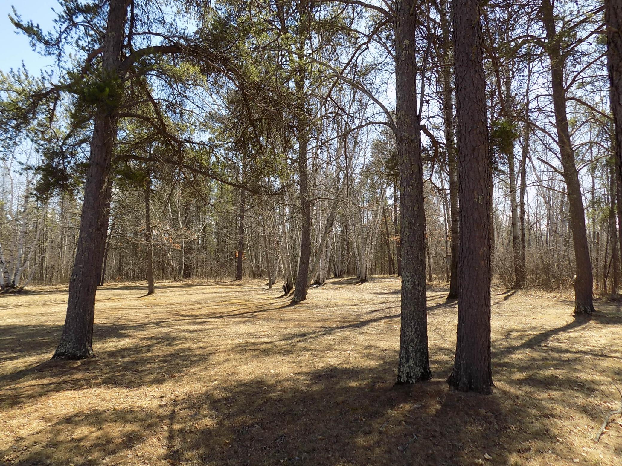 Yard trees.JPG