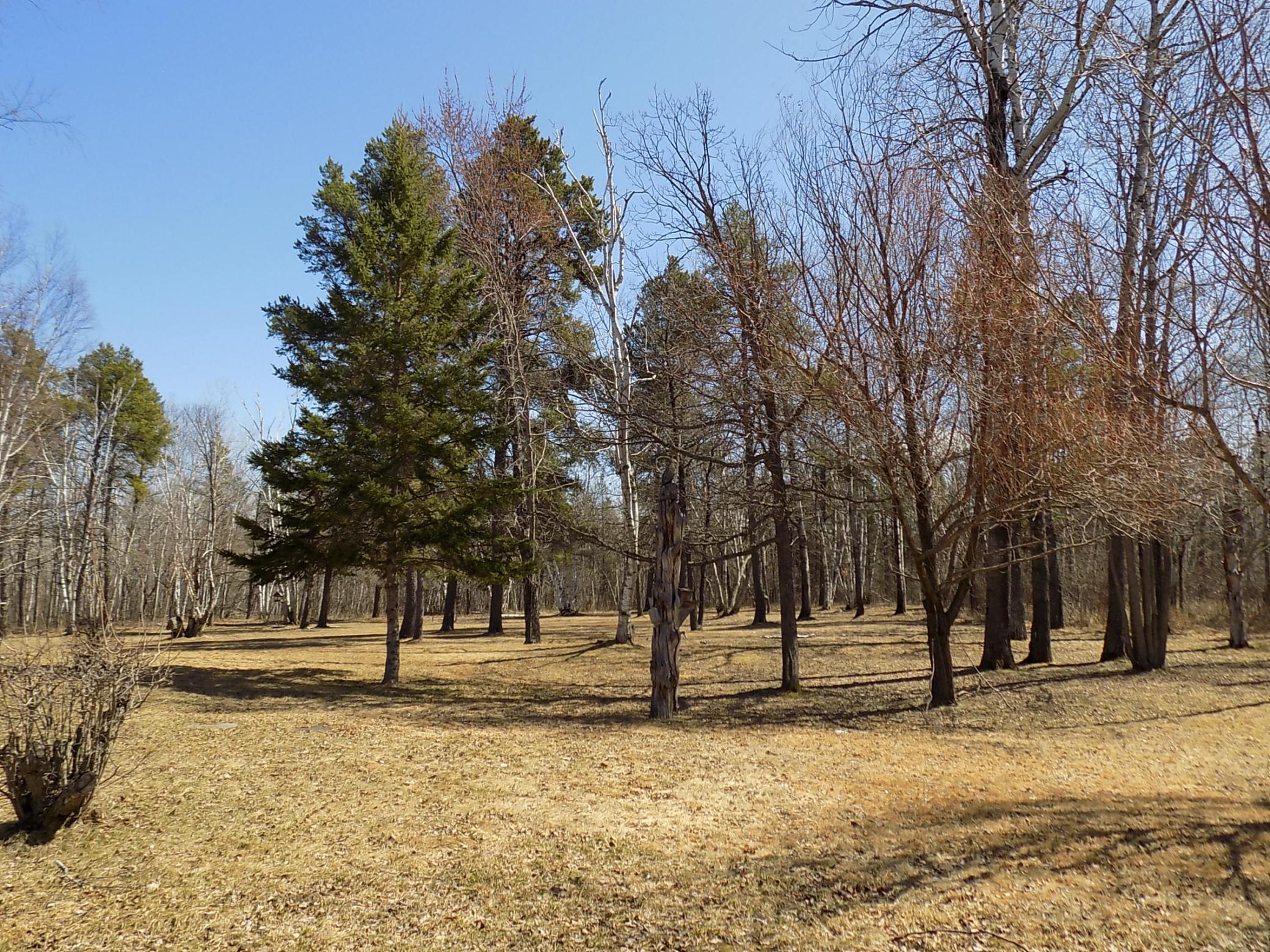 Yard trees2.JPG