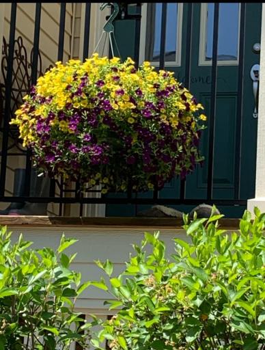 Beautiful foliage surrounding the East facing porch.
