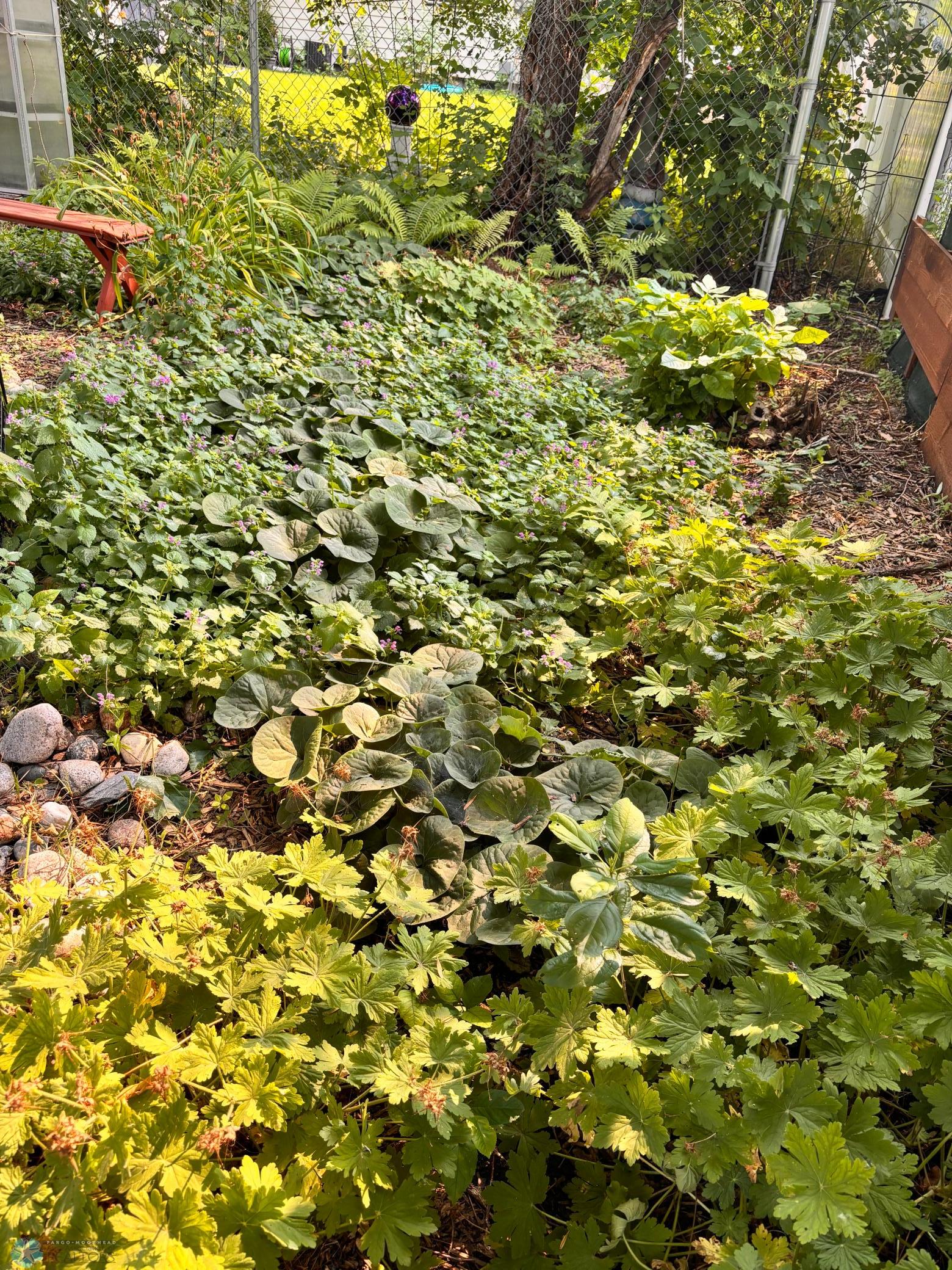 Summer landscaping- perennials