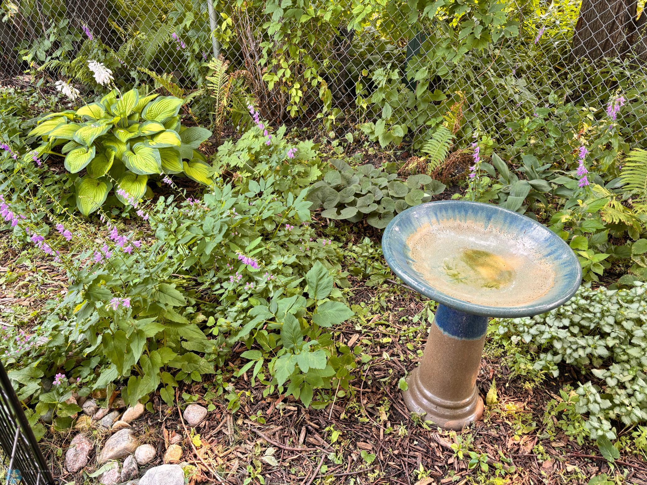 Summer landscaping- perennials