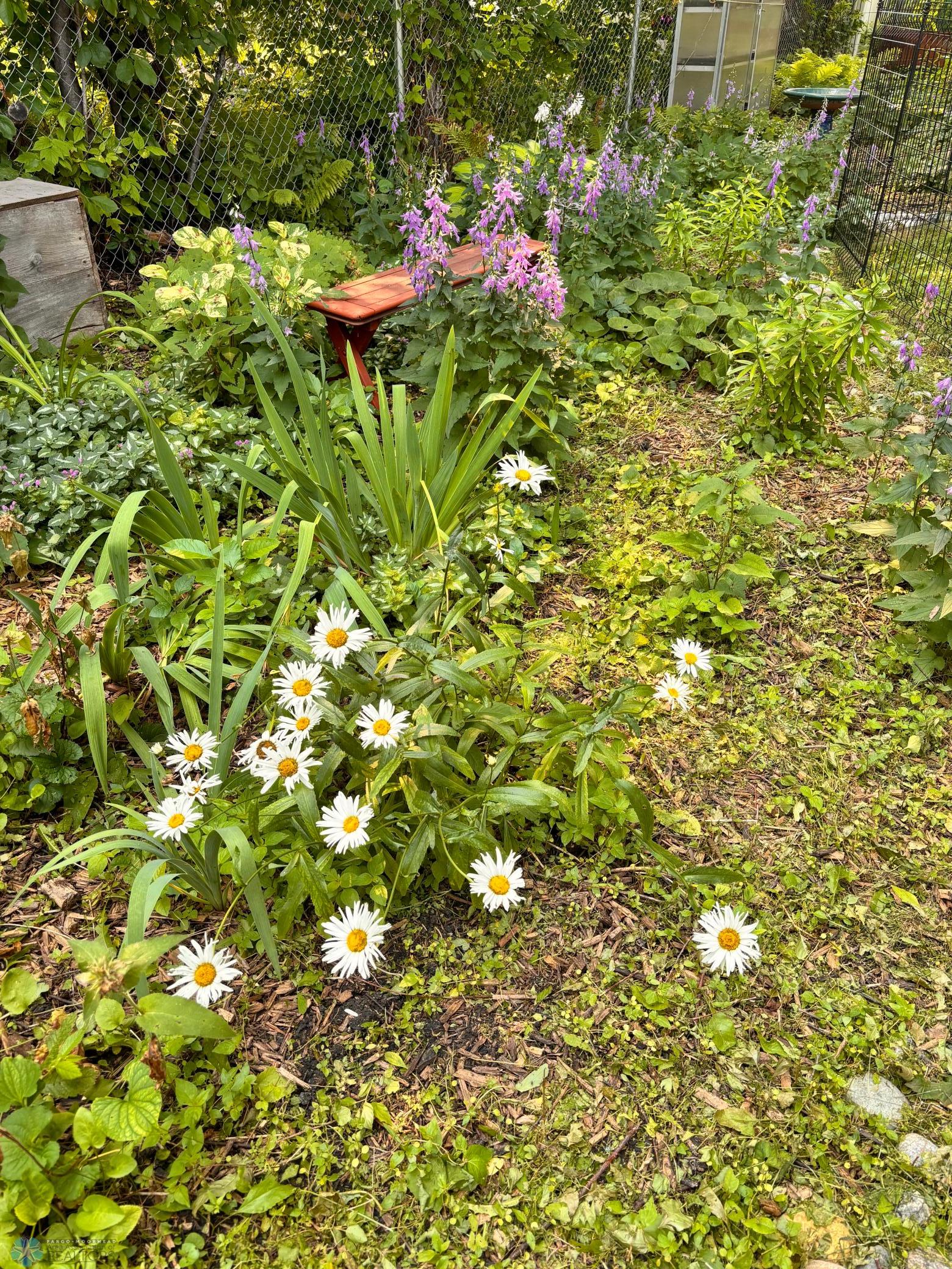 Summer landscaping- perennials