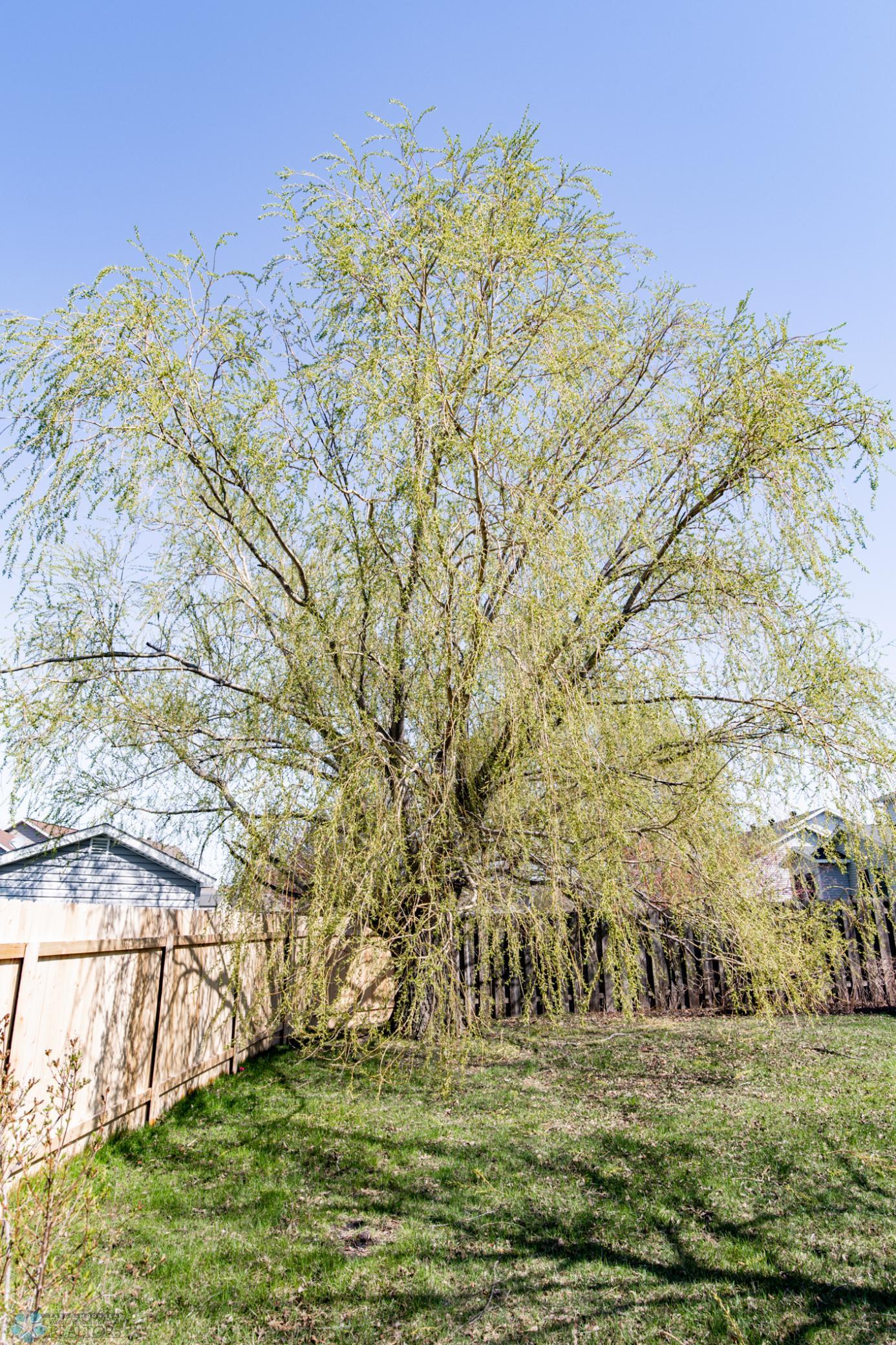 Willow Tree