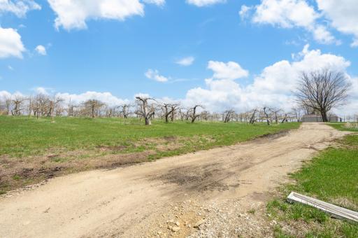 Orchard