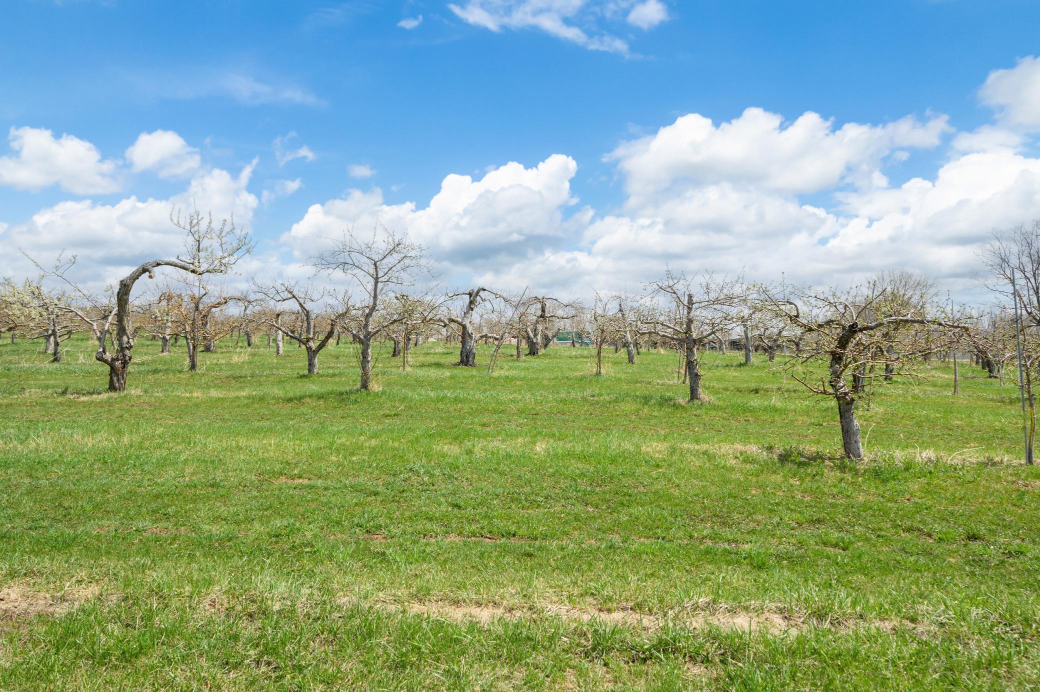 Variety of apple trees