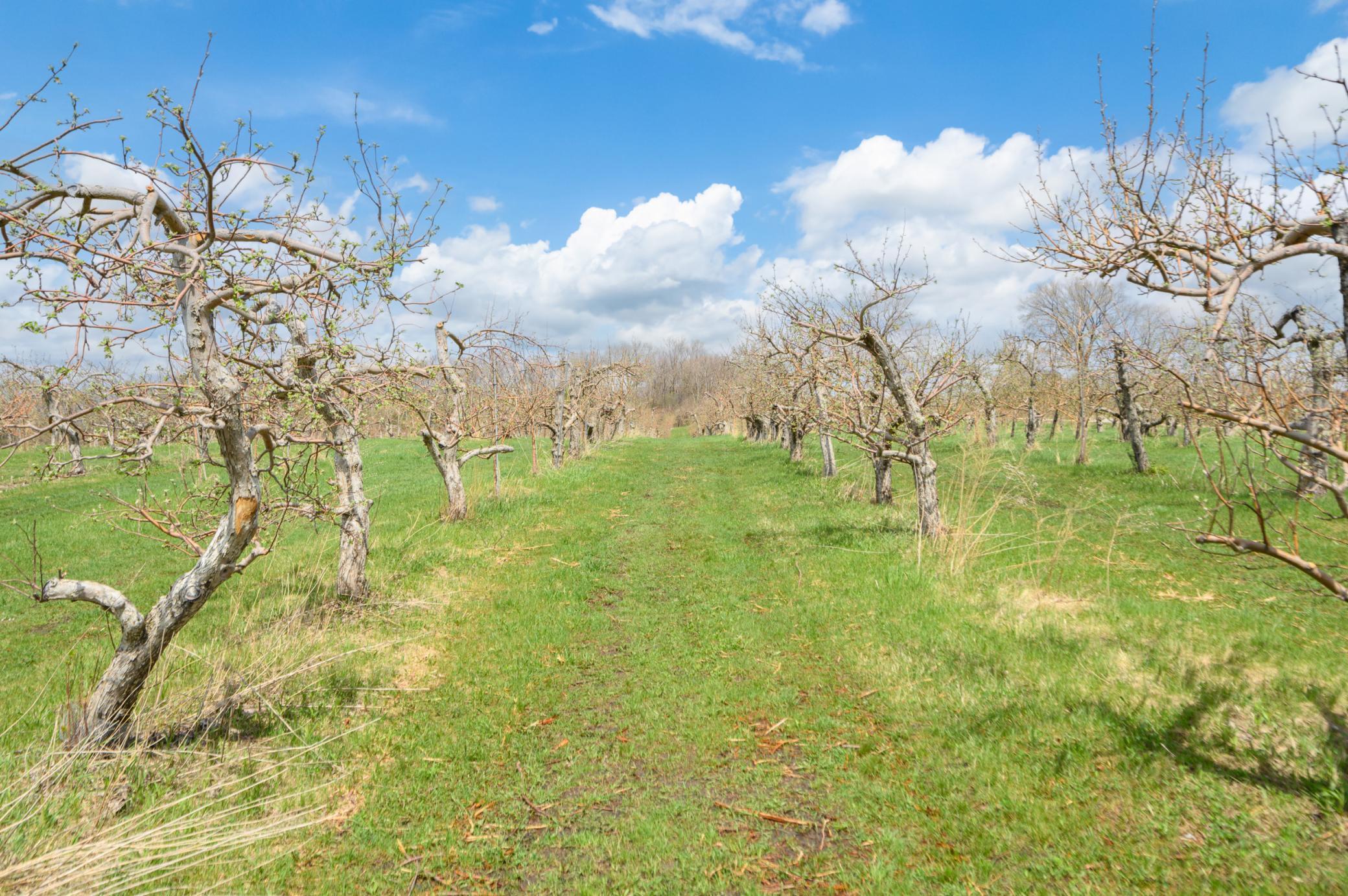 Over 8,000 apple trees