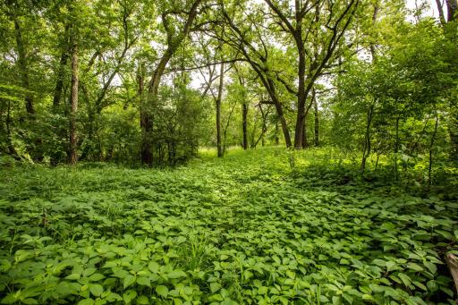 TBD MN Highway 30, Blooming Prairie, MN 55917