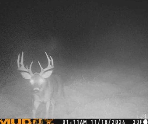 2024 Deer
