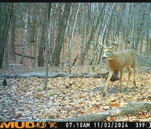 2024 Deer