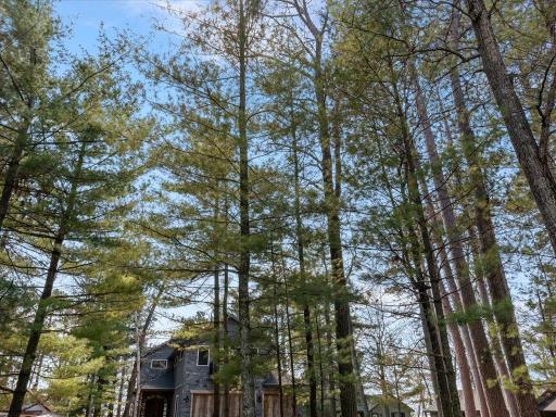 Towering pine trees at entrance of home.