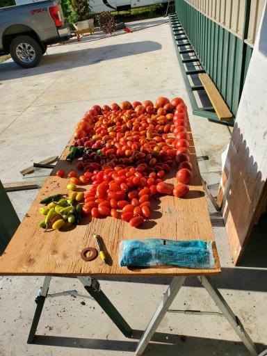 Bounty from the garden