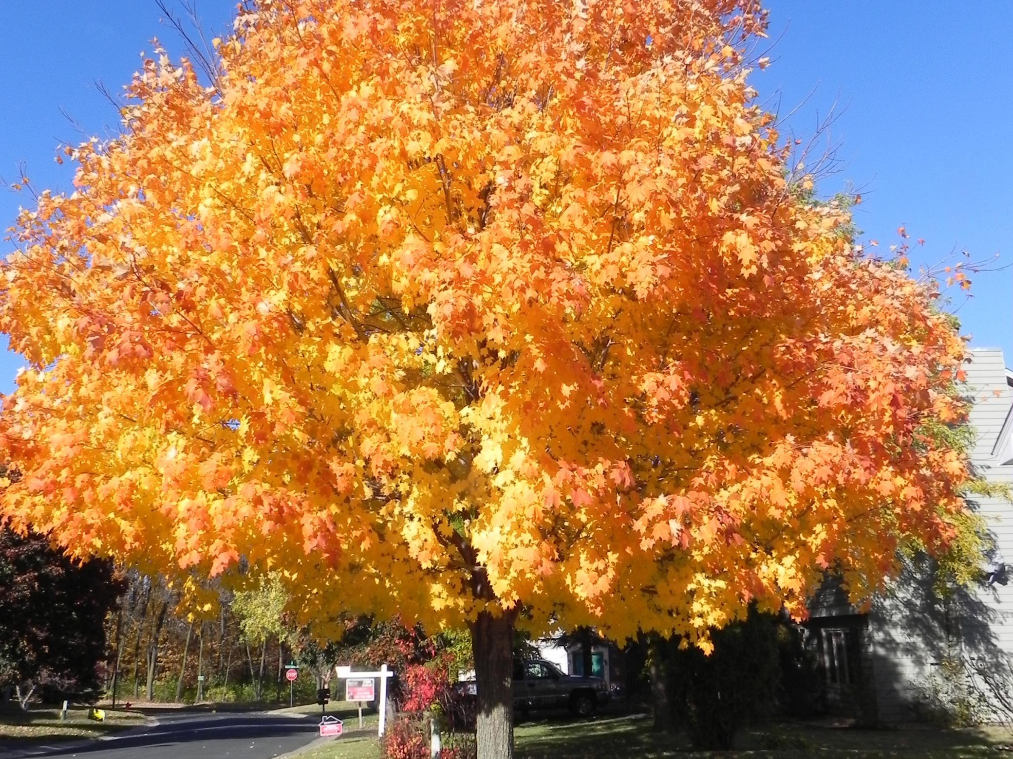 Brillant leaves in fall