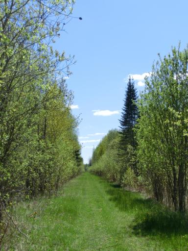 499 Tamarack Court NE, Tenstrike, MN 56683