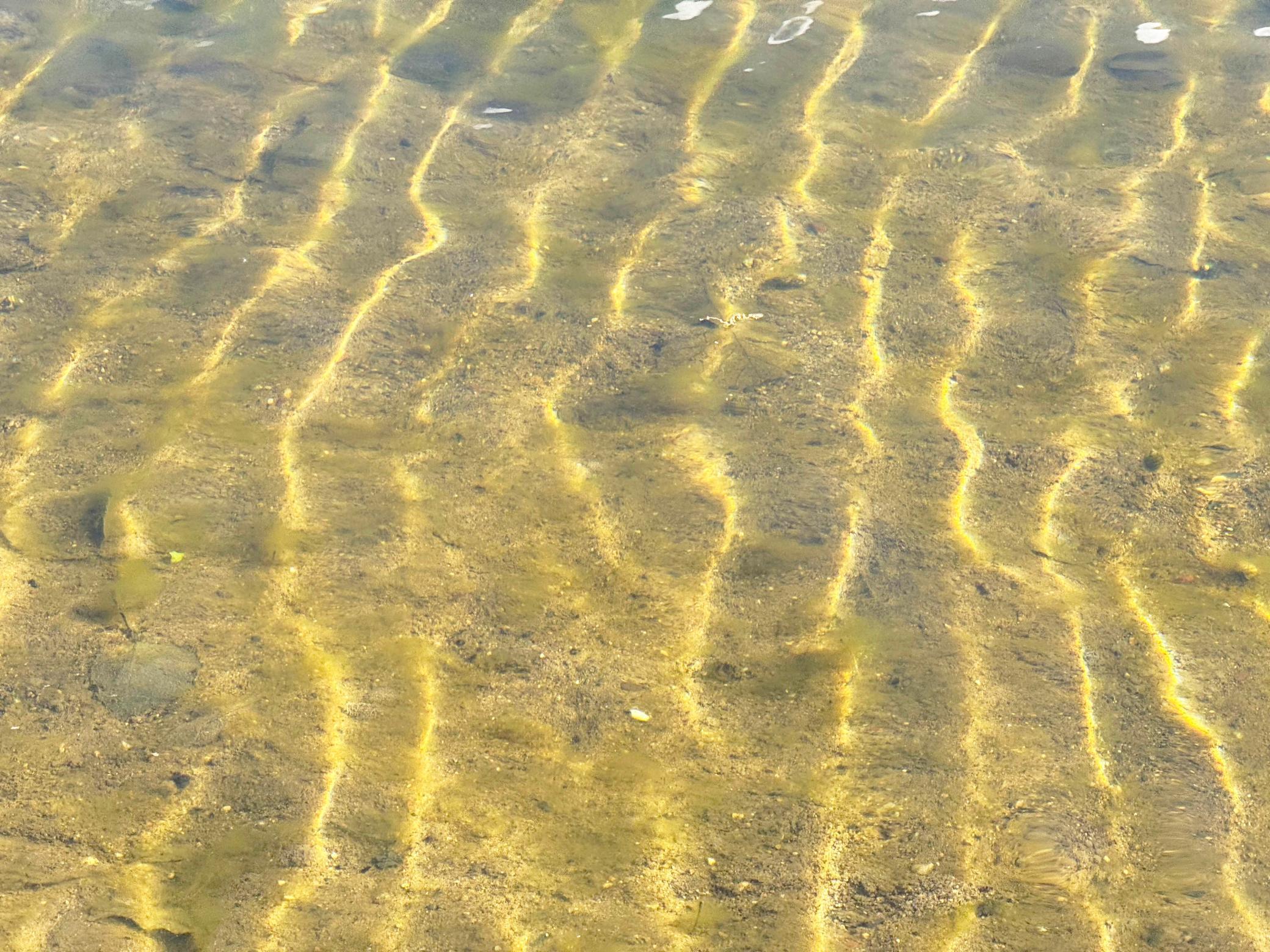 A closer look at the lake bottom at the beach.