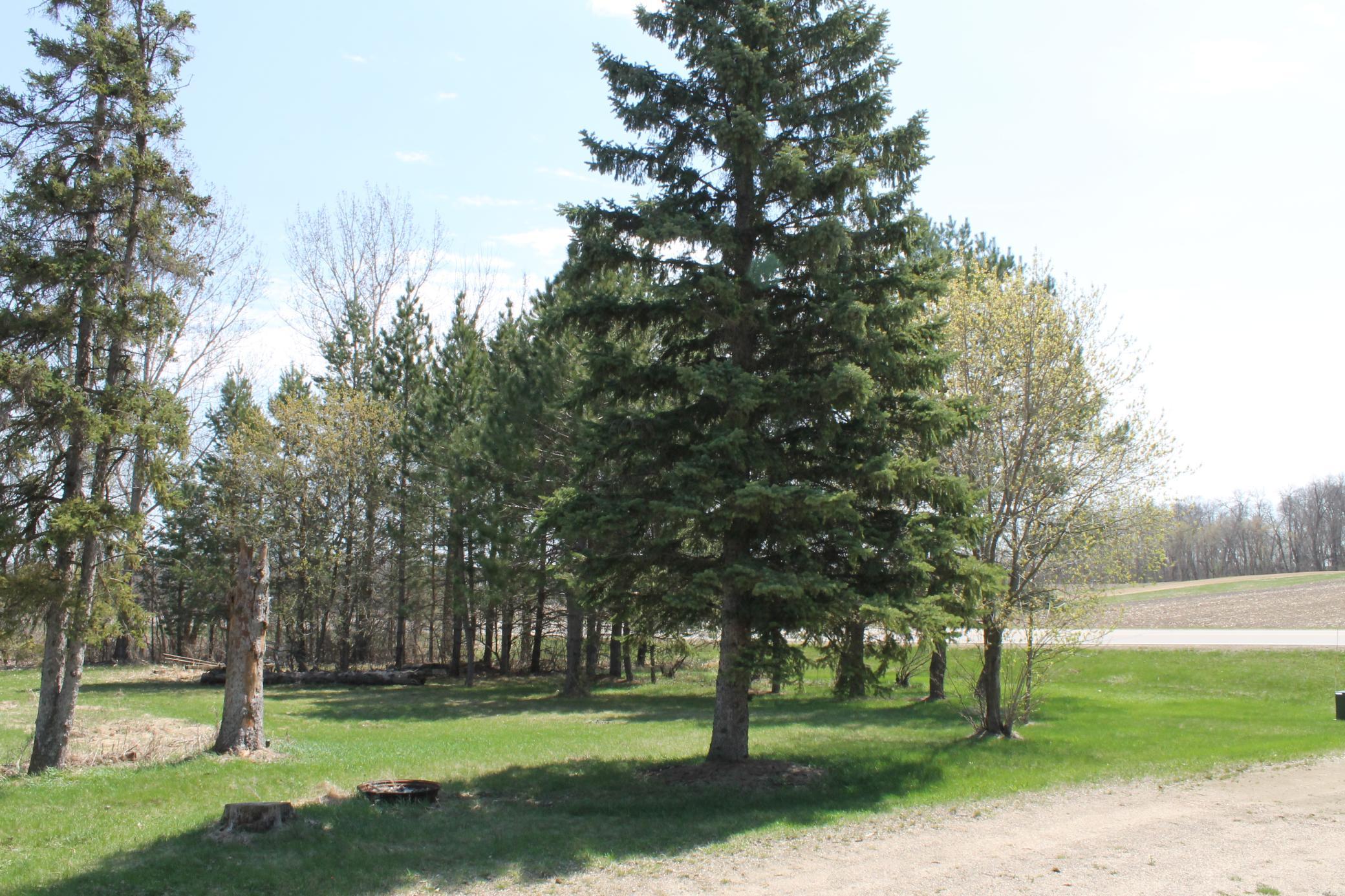 Mature trees